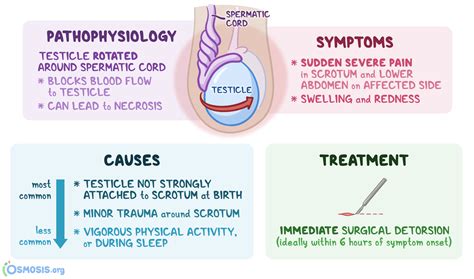 The Facts About Testicle Injuries 